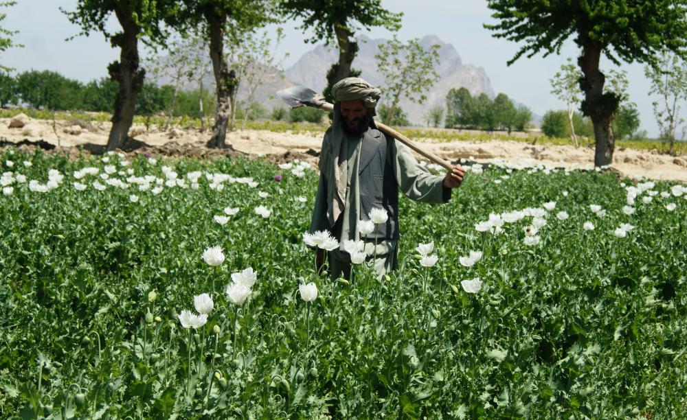 The Weekend Leader - Contrary to Taliban claims, Afghanistan remains world's biggest opiate supplier